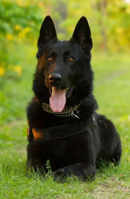 Wisconsin Veterinary Orthopedics 8