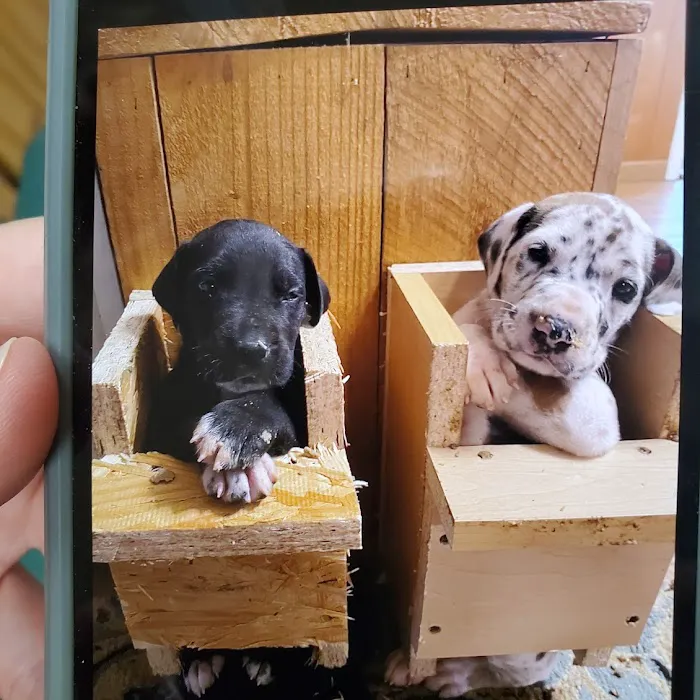 Wisconsin Veterinary Orthopedics 2