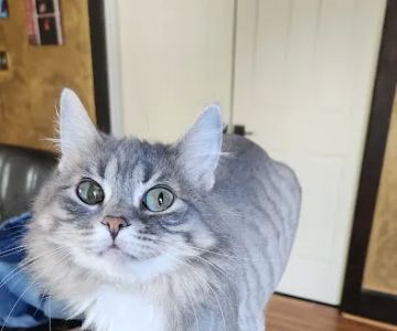 Clintonville Hometown Veterinary Service