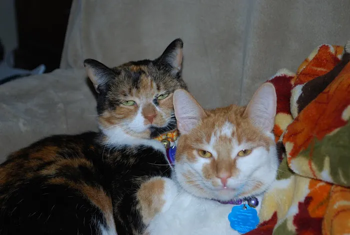 Animal Medical Center 2