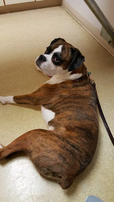 Animal Medical Center 9