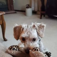 Animal Medical Center ico