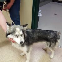 We Care Animal Hospital ico