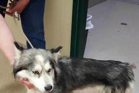We Care Animal Hospital
