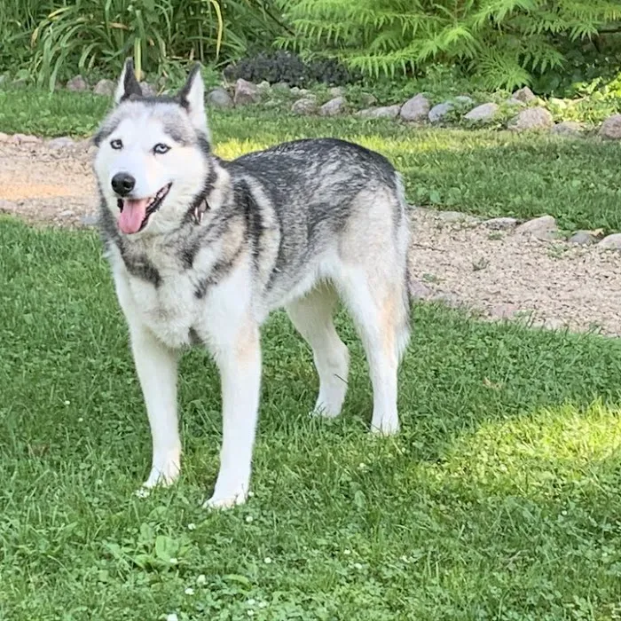 Scandia West Veterinary Services 12