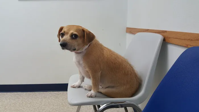 Wildwood Animal Hospital & Clinic 10