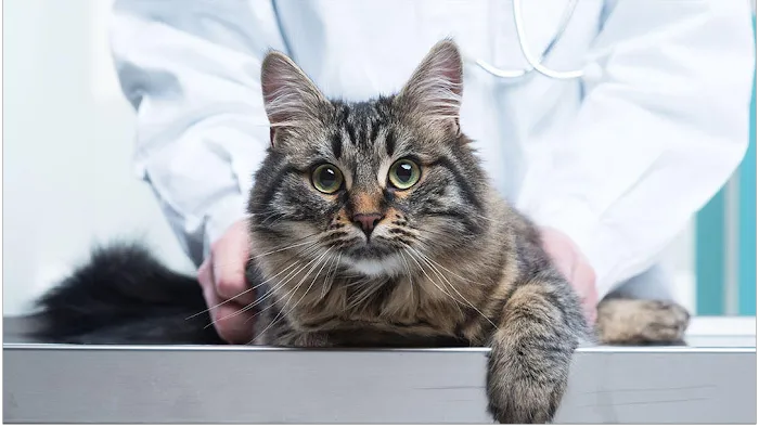 North Heights Veterinary Clinic 10