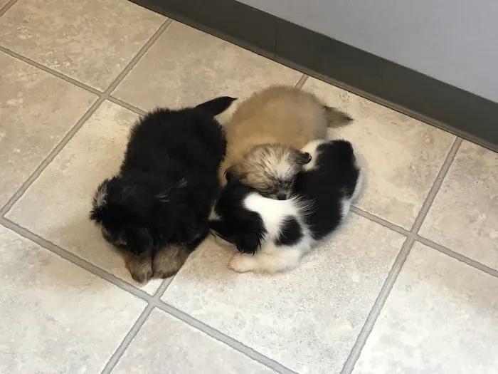 North Heights Veterinary Clinic 9
