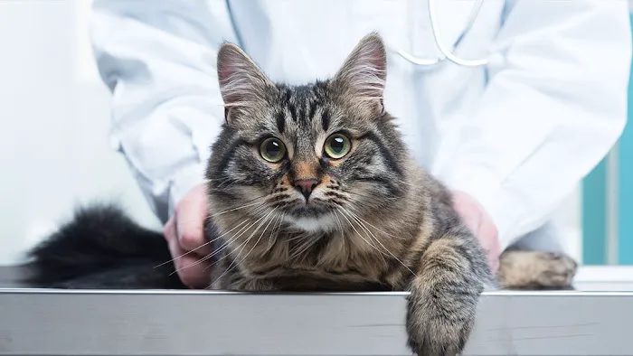 North Heights Veterinary Clinic 7