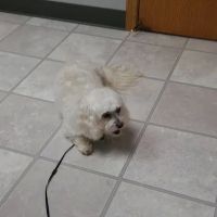 North Heights Veterinary Clinic ico
