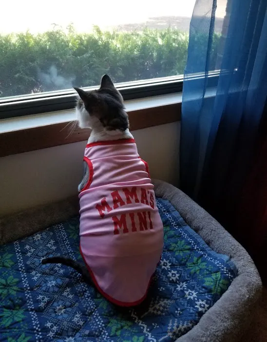 North Heights Veterinary Clinic: Bellin Gerald DVM 2