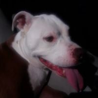 Allen Pet Clinic Ltd ico