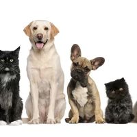 The Plains Veterinary Hospital ico