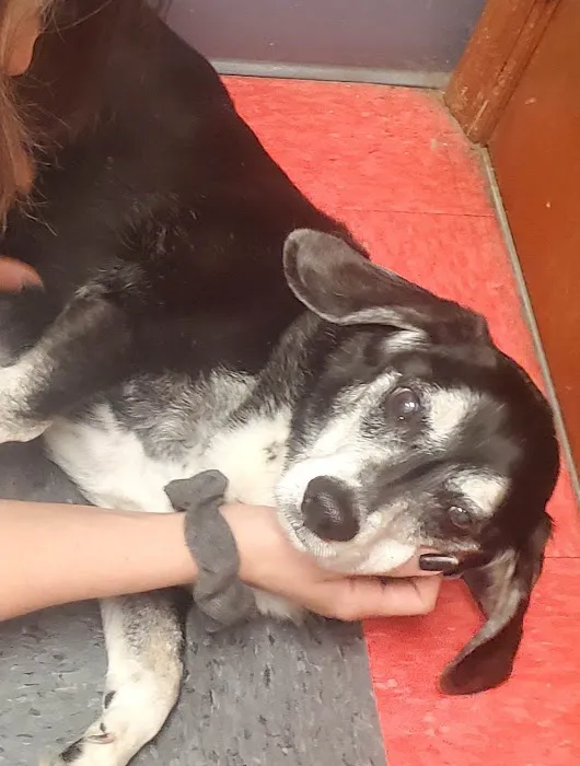 Clearfork Veterinary Hospital 6