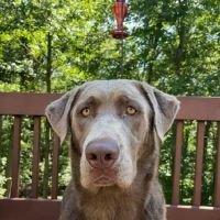 Clearfork Veterinary Hospital ico