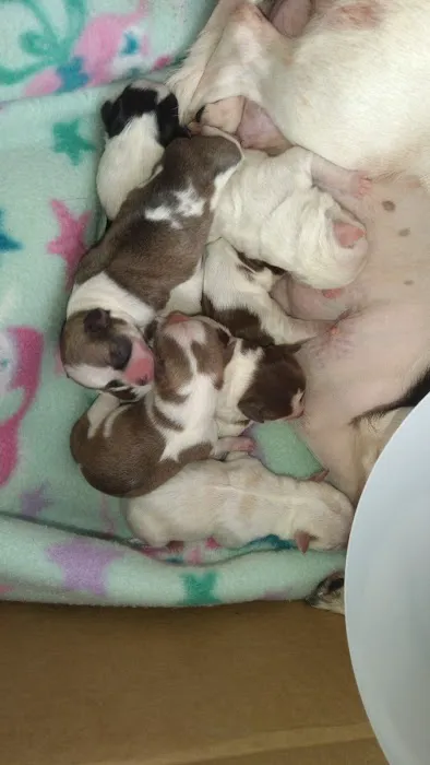 Byland Animal Hospital 7