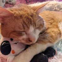 Byland Animal Hospital ico