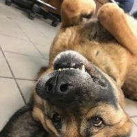 VCA Spooner Veterinary Hospital ico