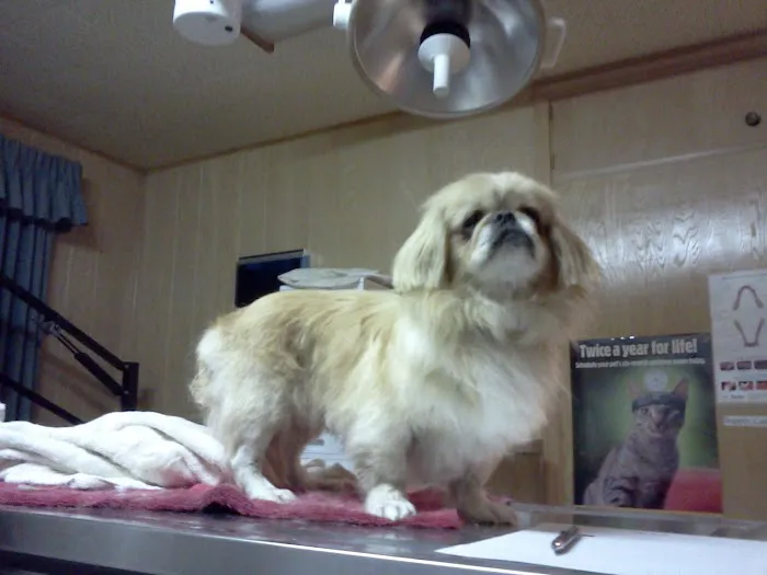 Dr. Reiter's Veterinary Clinic 1