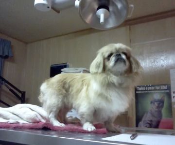 Dr. Reiter's Veterinary Clinic