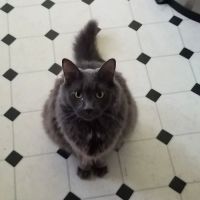 Wild River Veterinary Clinic ico