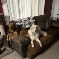 Pine City Animal Hospital ico