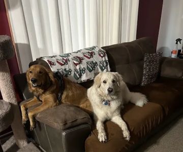 Pine City Animal Hospital