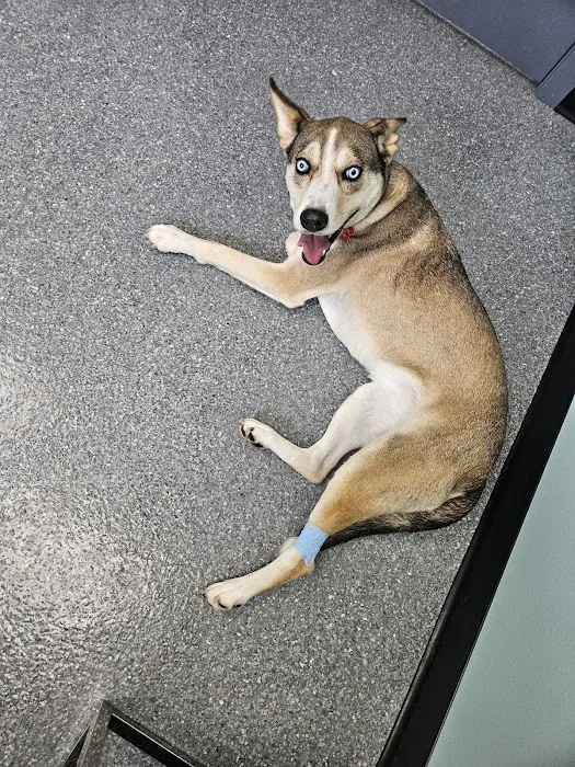 All Paws Vet Clinic 12