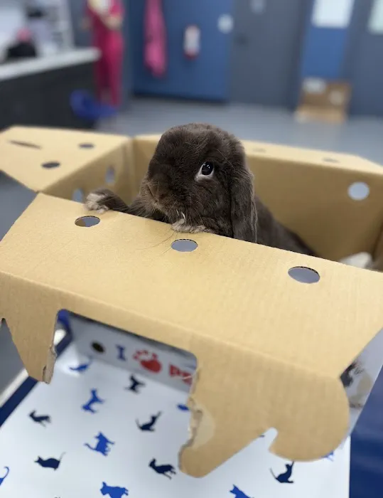 All Paws Vet Clinic 12