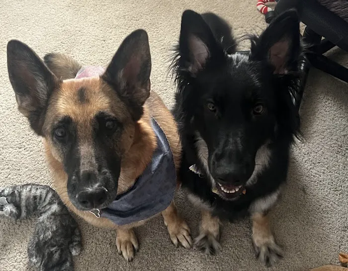 All Paws Vet Clinic 12