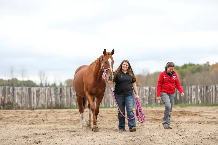 Mallo Equine 12