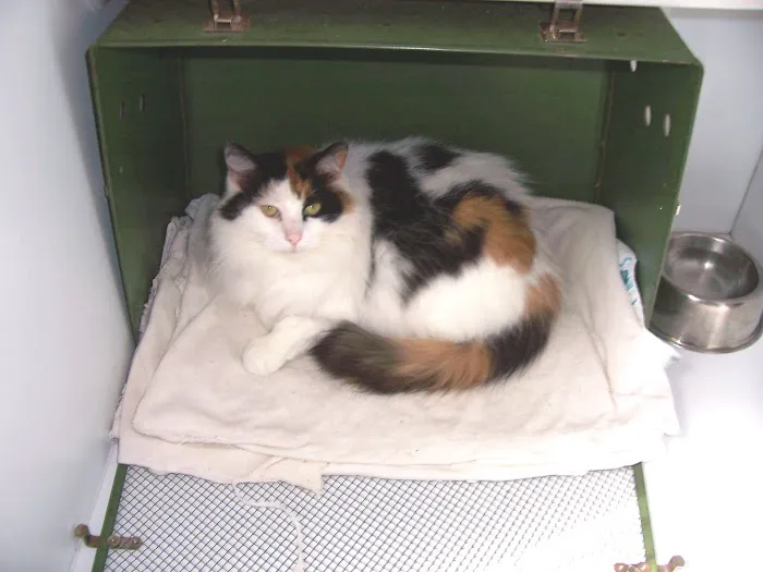 Companions Animal Hospital 7