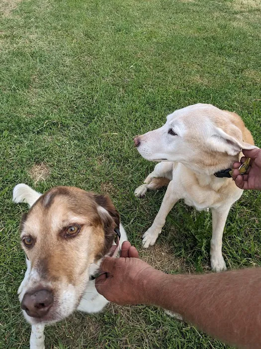 Companions Animal Hospital 4