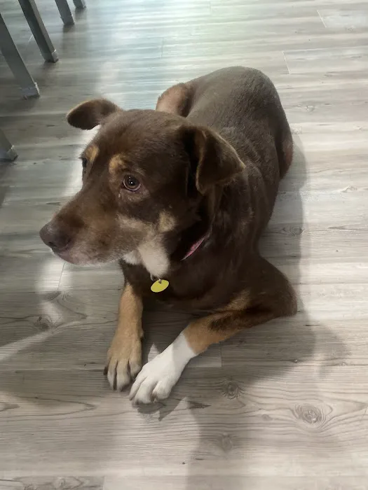 Companions Animal Hospital 8