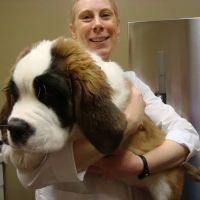 Pine Cone Pet Hospital ico