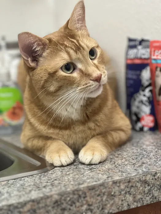Advanced Care Pet Hospital 3