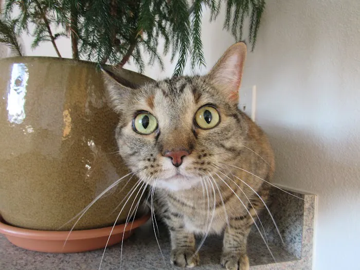 Advanced Care Pet Hospital 9