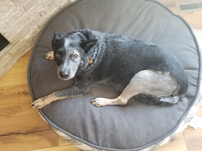 Advanced Care Pet Hospital 7