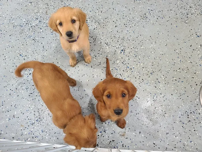 Granite City Pet Hospital 8