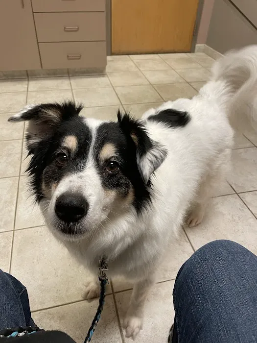 Granite City Pet Hospital 6