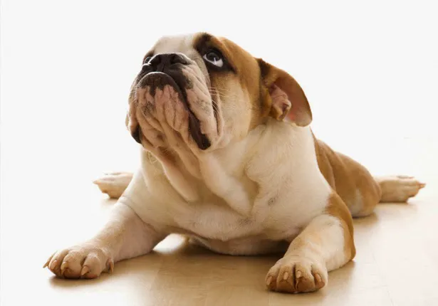 Granite City Pet Hospital 1