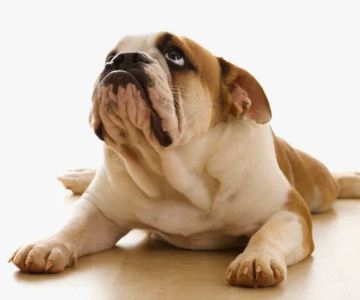 Granite City Pet Hospital