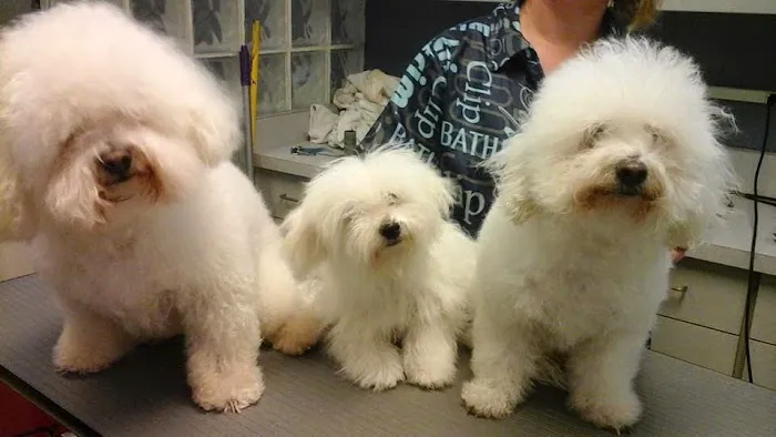 Granite City Pet Hospital 2