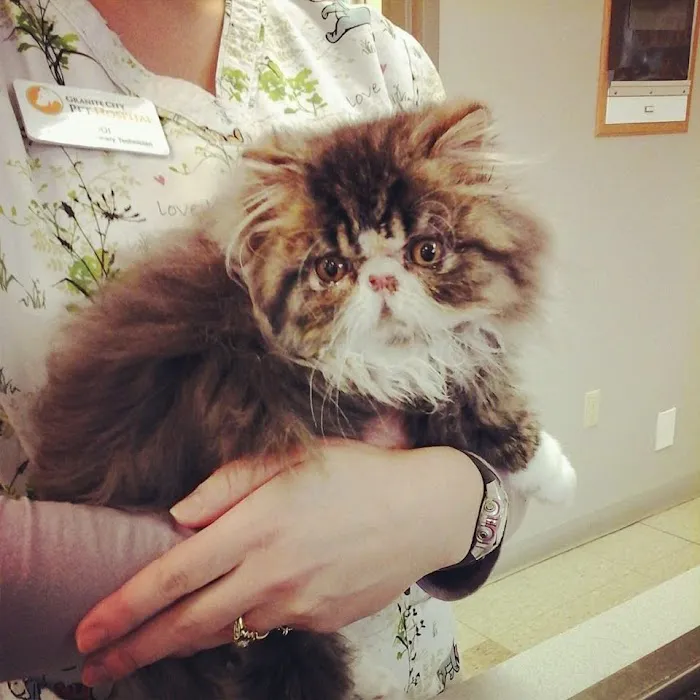 Granite City Pet Hospital 9