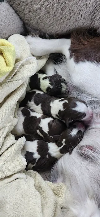 BluePearl Pet Hospital 8
