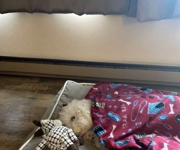 BluePearl Pet Hospital