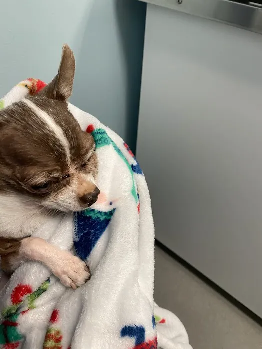 BluePearl Pet Hospital 9