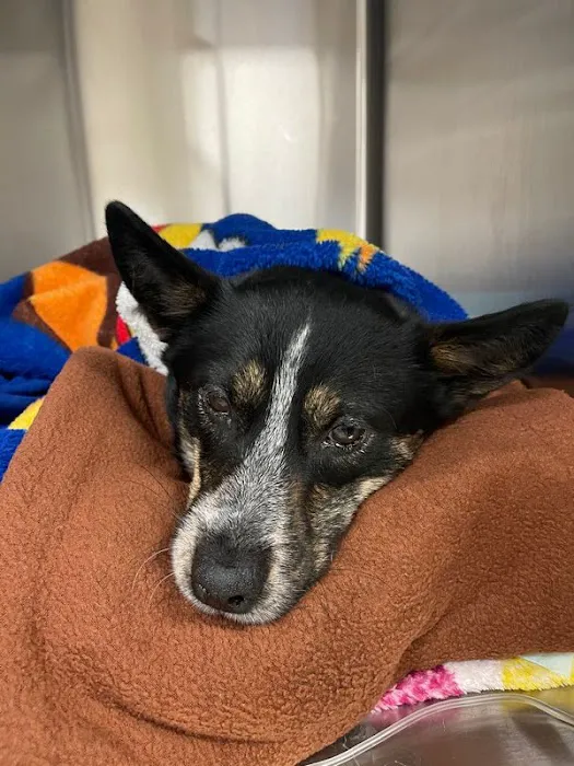 BluePearl Pet Hospital 6
