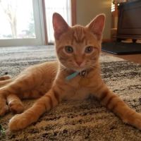 Monticello Pet Hospital ico