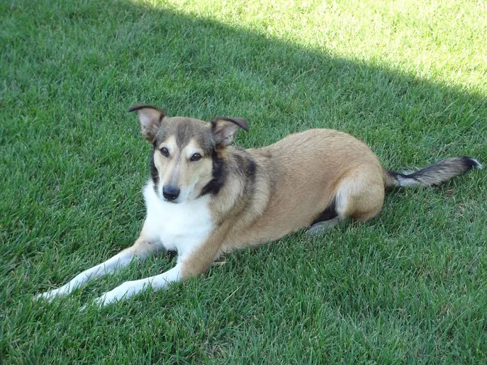 Monticello Pet Hospital 12